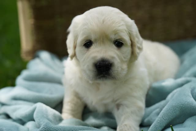 Golden Retriever Puppies media 7