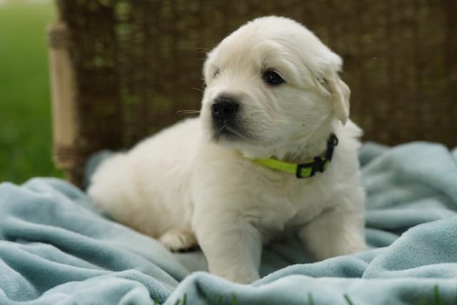 Golden Retriever Puppies media 15
