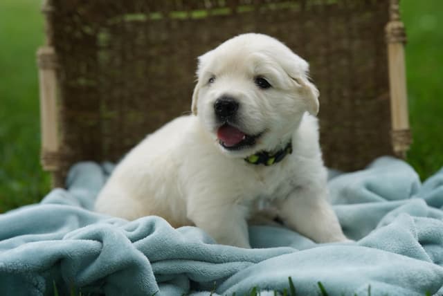 Golden Retriever Puppies media 3