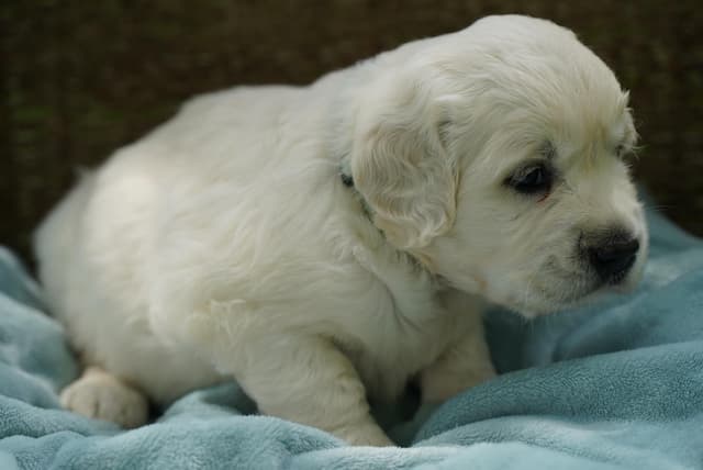 Golden Retriever Puppies media 5