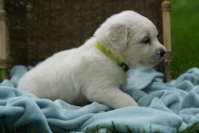 Golden Retriever Puppies media 4