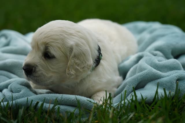 Golden Retriever Puppies media 9
