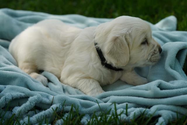 Golden Retriever Puppies media 11