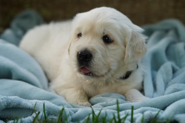 Golden Retriever Puppies media 2