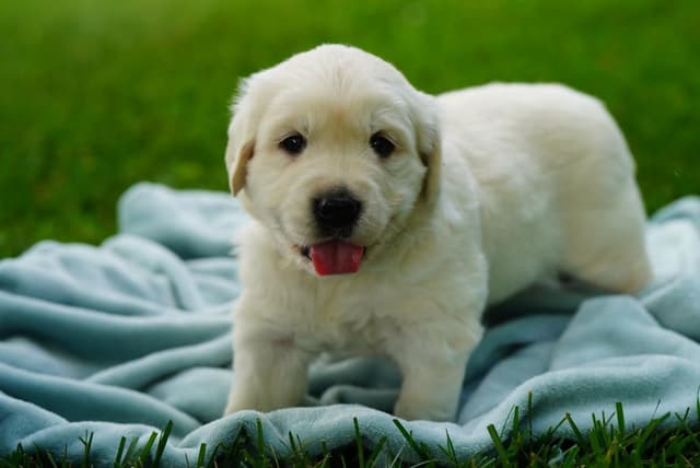 Golden Retriever Puppies media 12