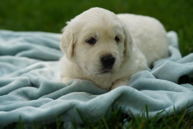 Golden Retriever Puppies media 10