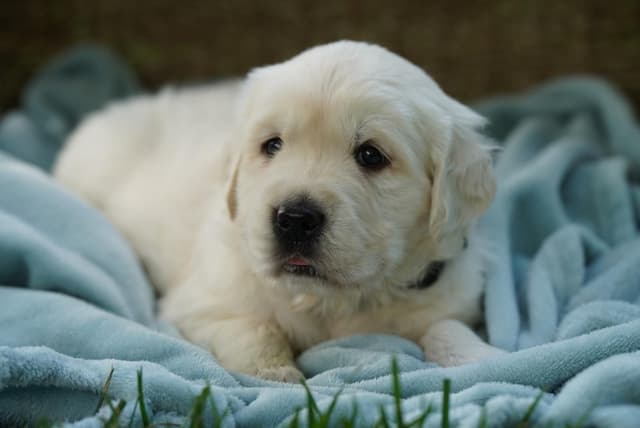 Golden Retriever Puppies media 13