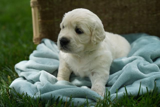 Golden Retriever Puppies media 14
