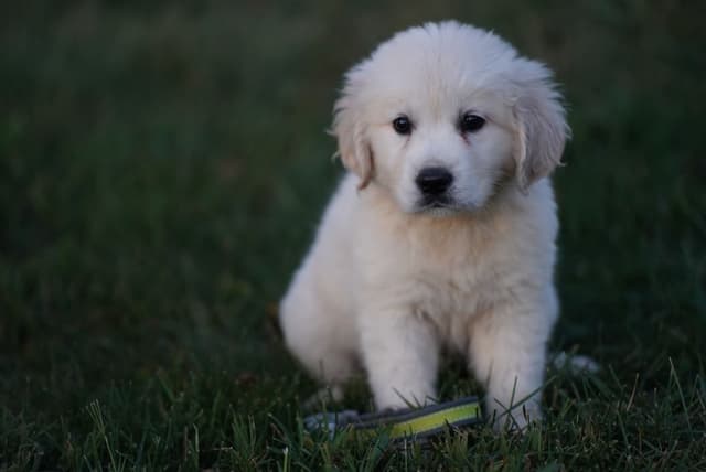 Golden Retriever Puppies media 19
