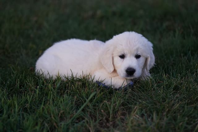 Golden Retriever Puppies media 18