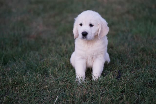 Golden Retriever Puppies media 17