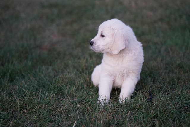 Golden Retriever Puppies media 20