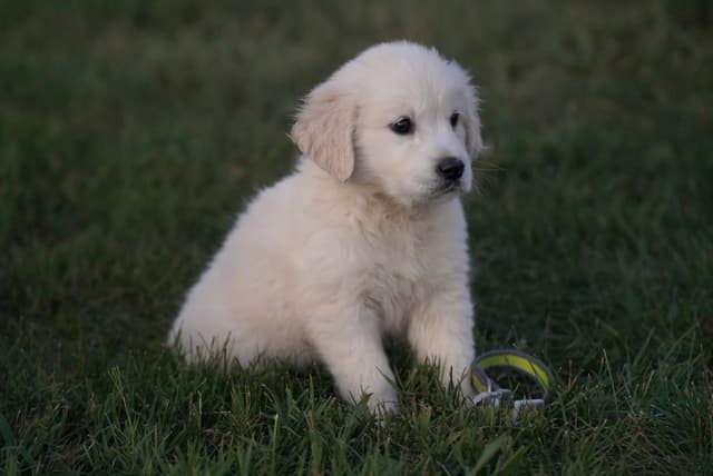 Golden Retriever Puppies media 23