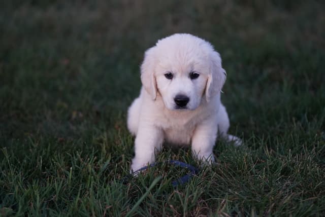 Golden Retriever Puppies media 21