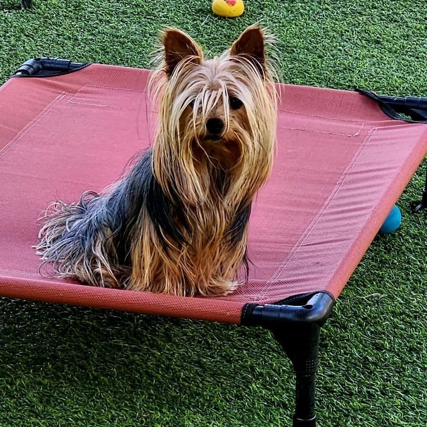 Yorkshire Terrier Puppies breeder image 3