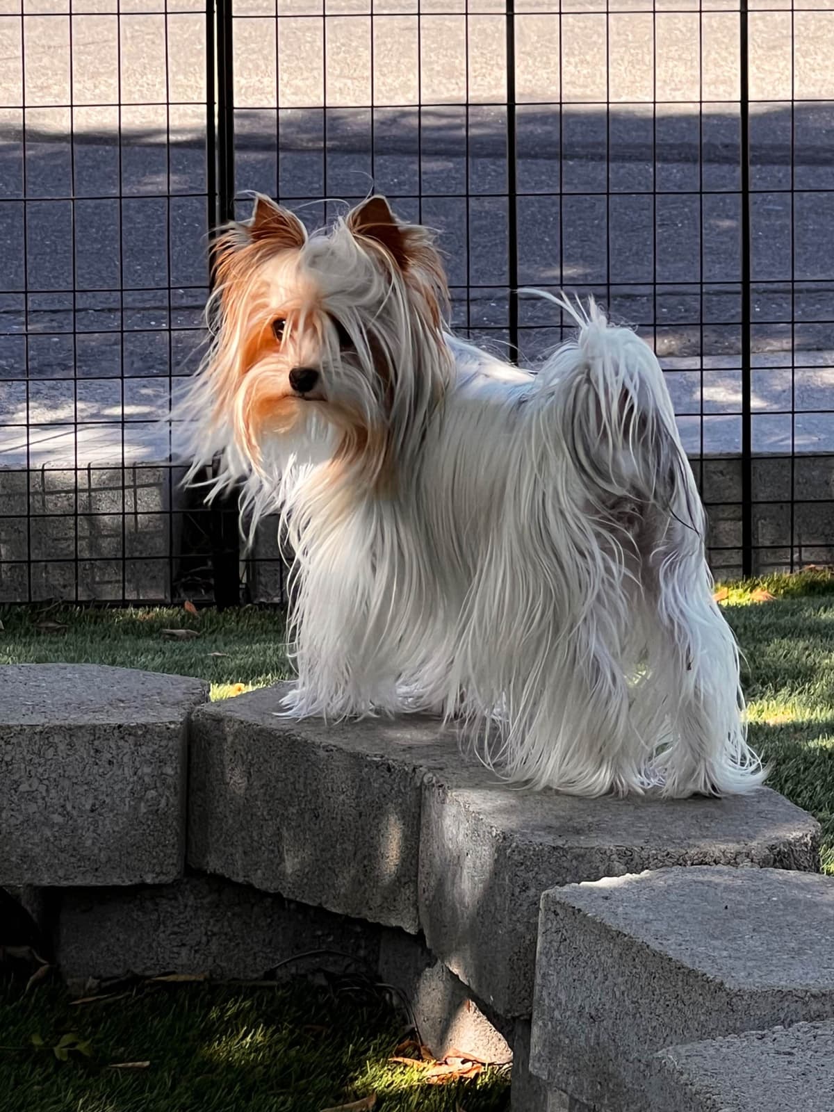 Yorkshire Terrier Puppies breeder image 4