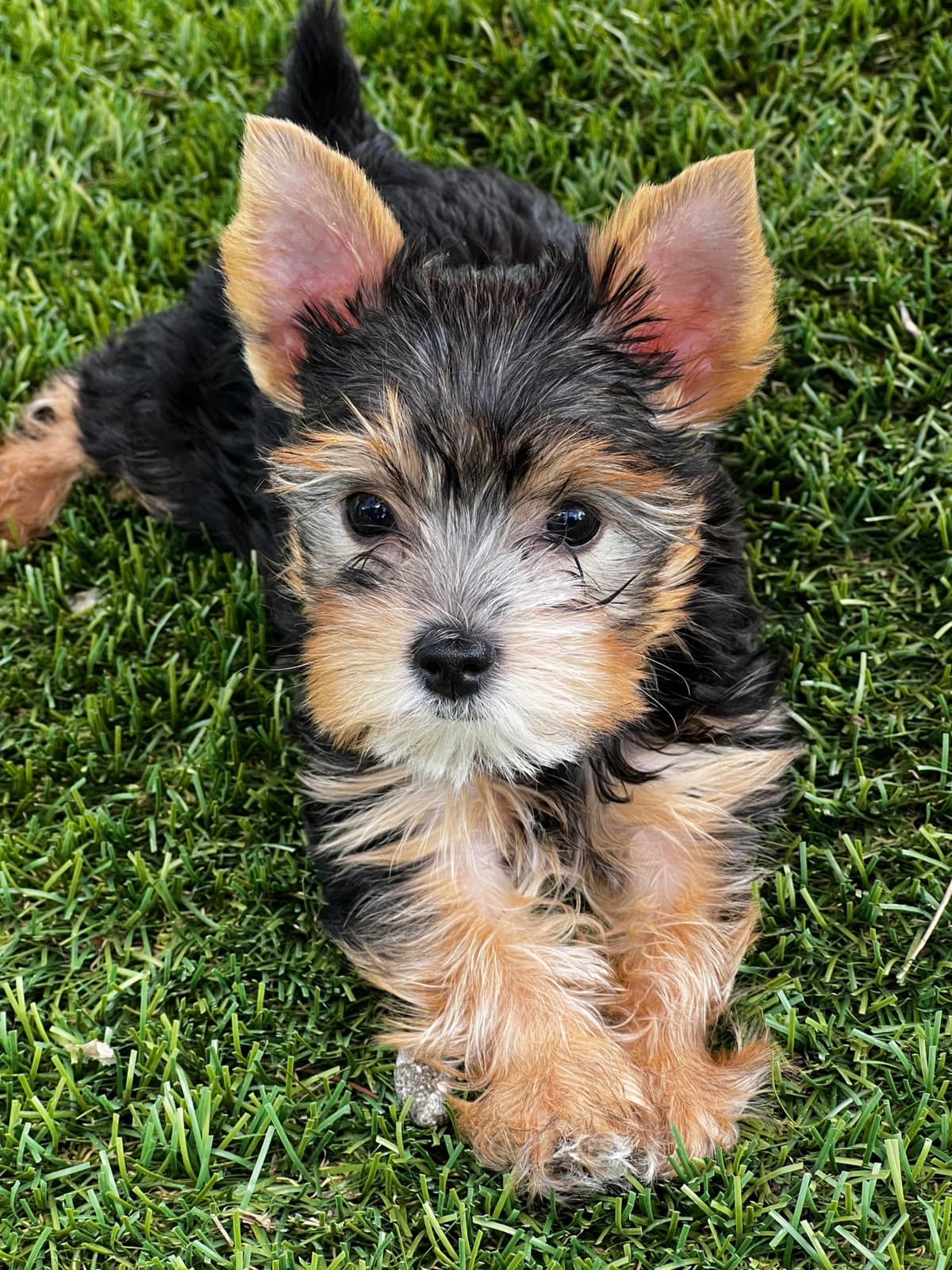 Yorkshire Terrier Puppies breeder image 5