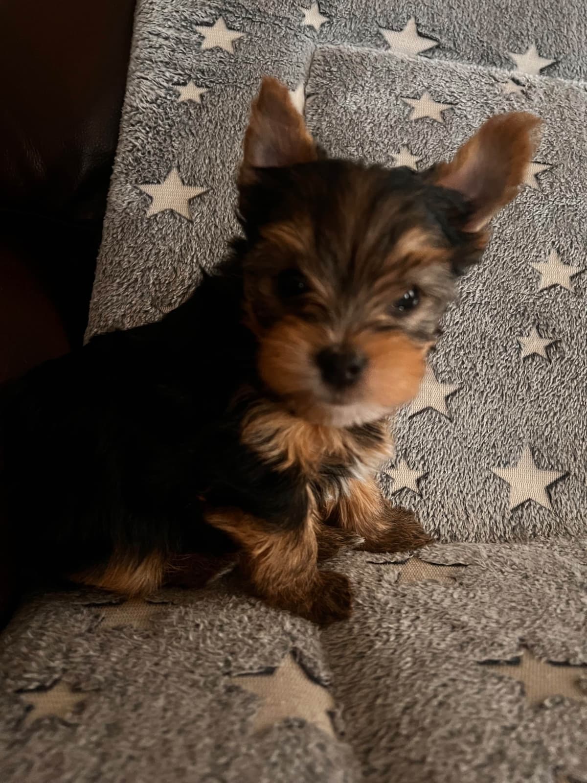 Yorkshire Terrier Puppies breeder image 6