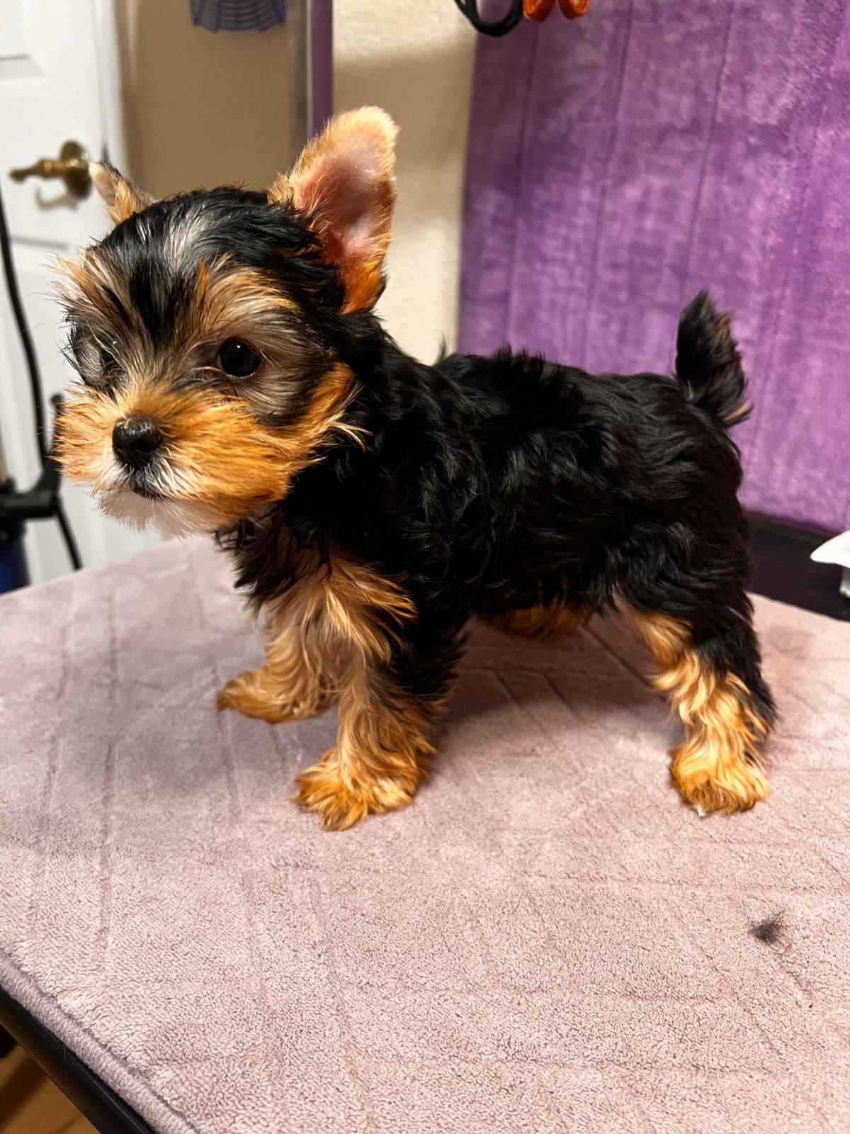 Yorkshire Terrier Puppies breeder image 7