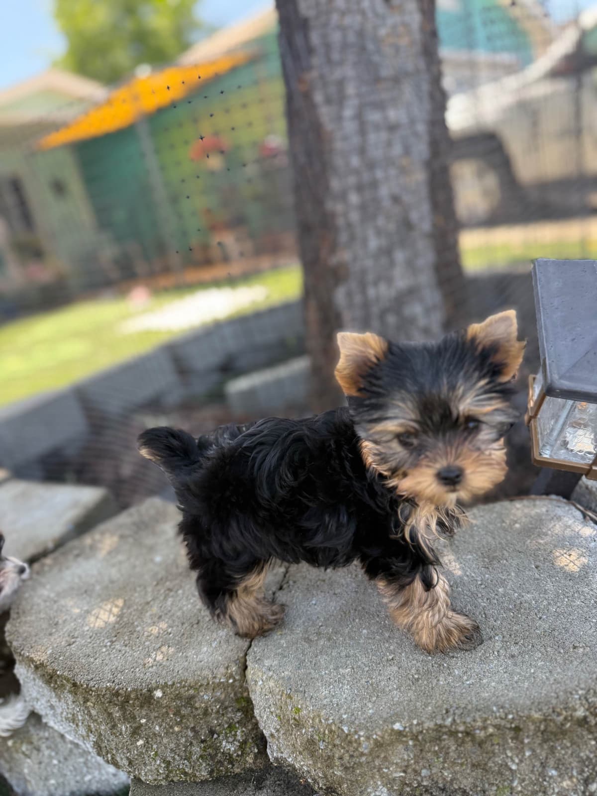 Yorkshire Terrier Puppies breeder image 9