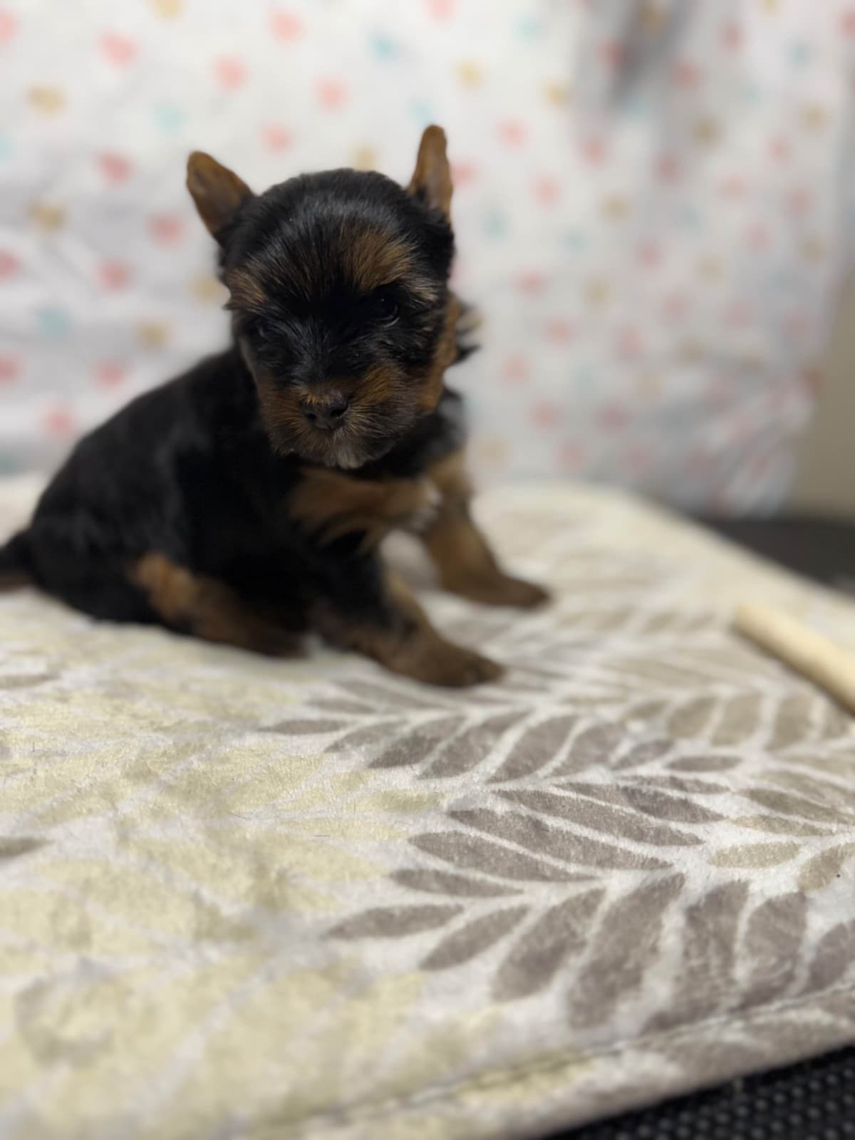 Yorkshire Terrier Puppies breeder image 10