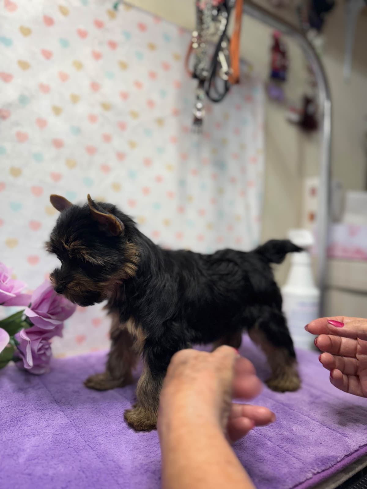 Yorkshire Terrier Puppies breeder image 12