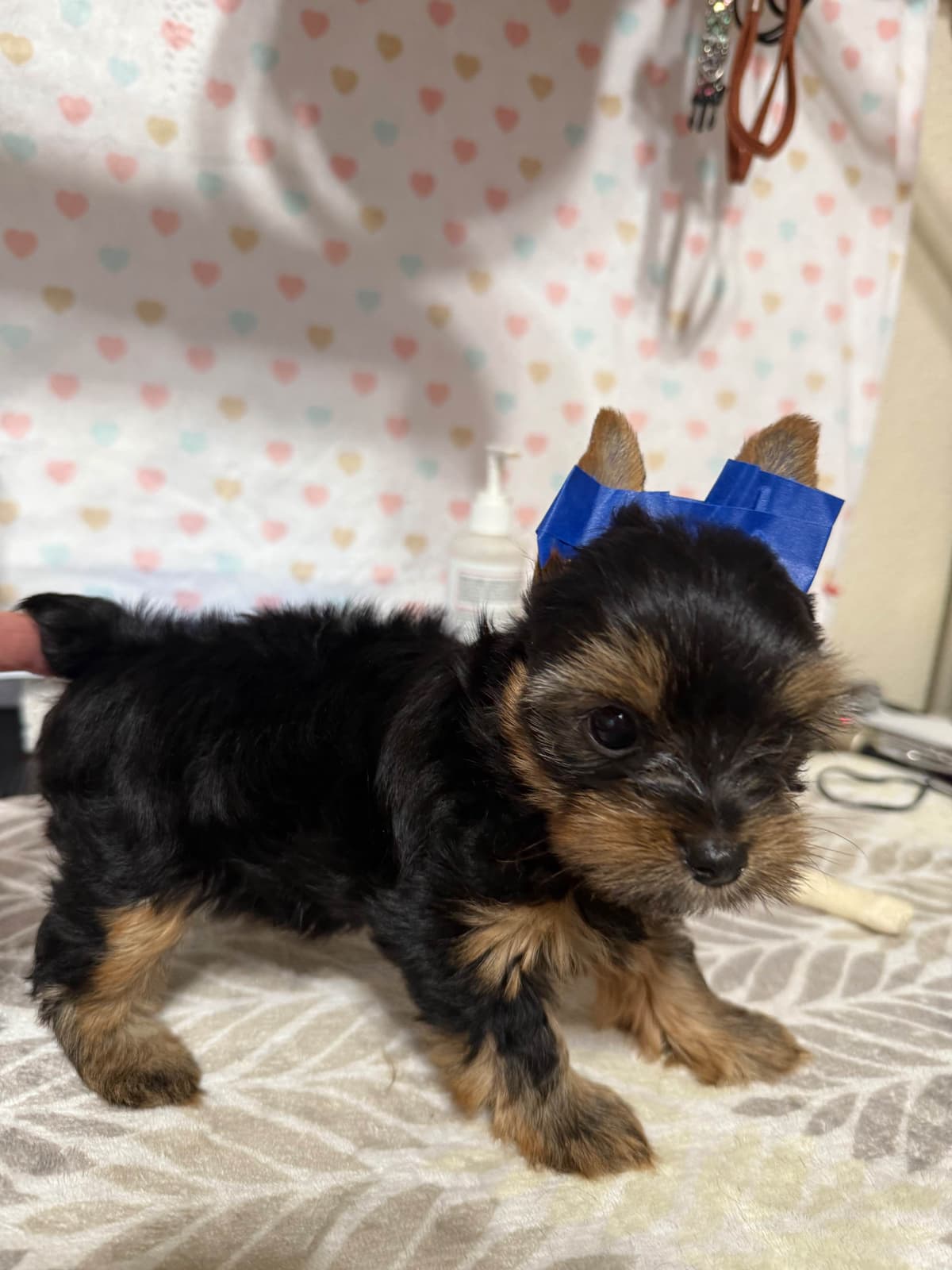 Yorkshire Terrier Puppies breeder image 14