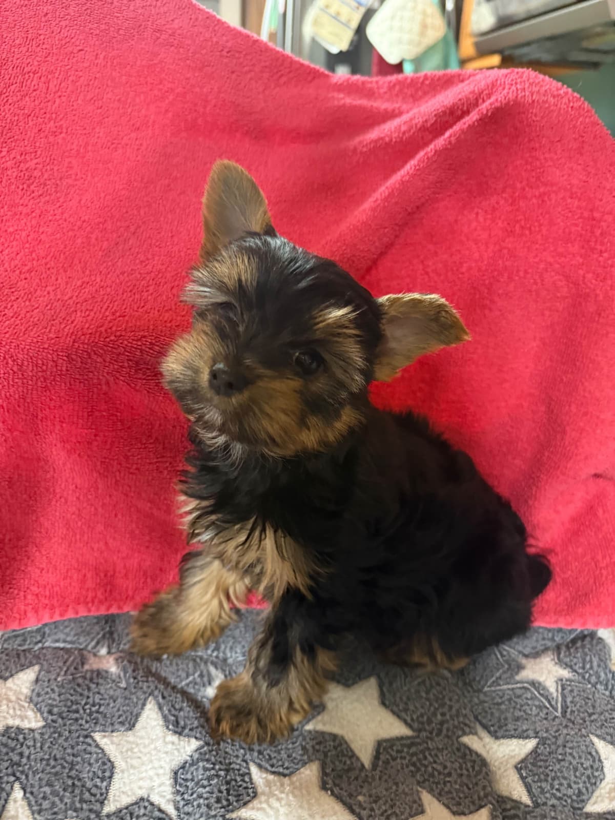 Yorkshire Terrier Puppies breeder image 18