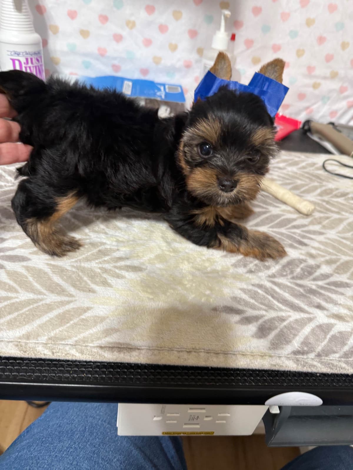 Yorkshire Terrier Puppies breeder image 15