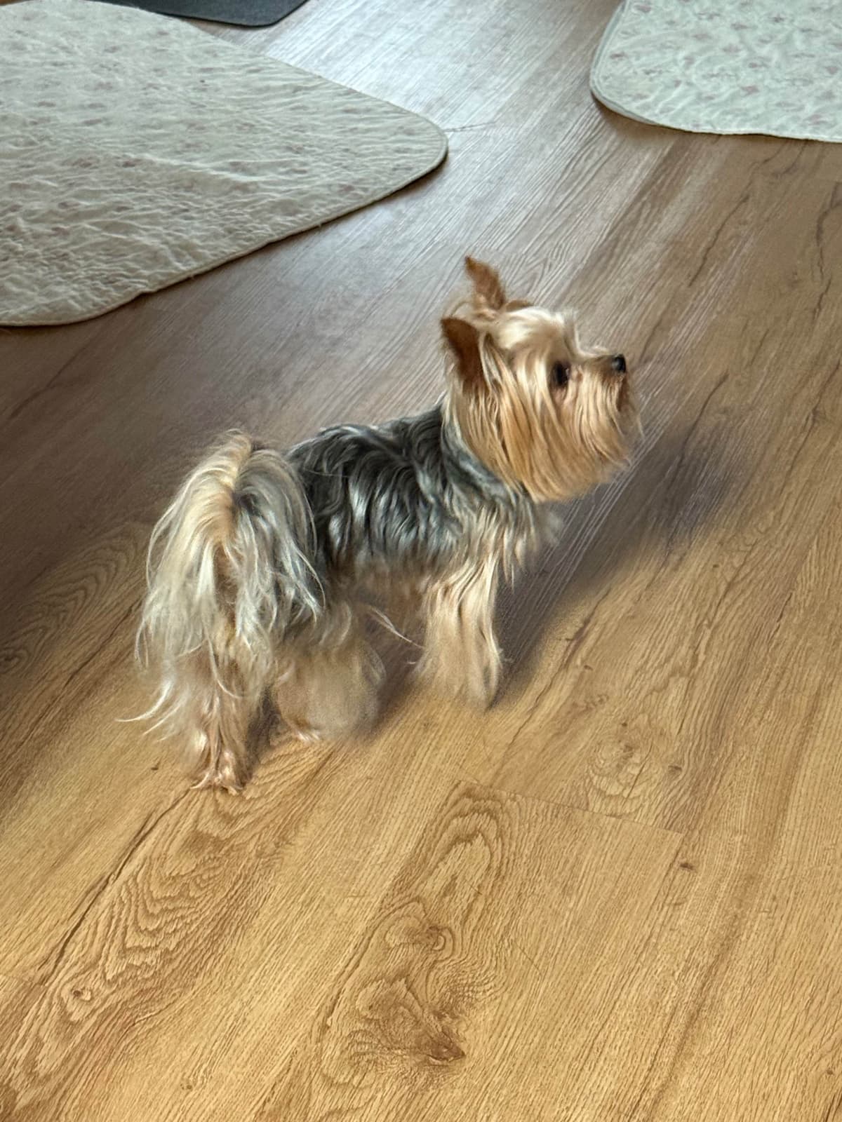 Yorkshire Terrier Puppies breeder image 16
