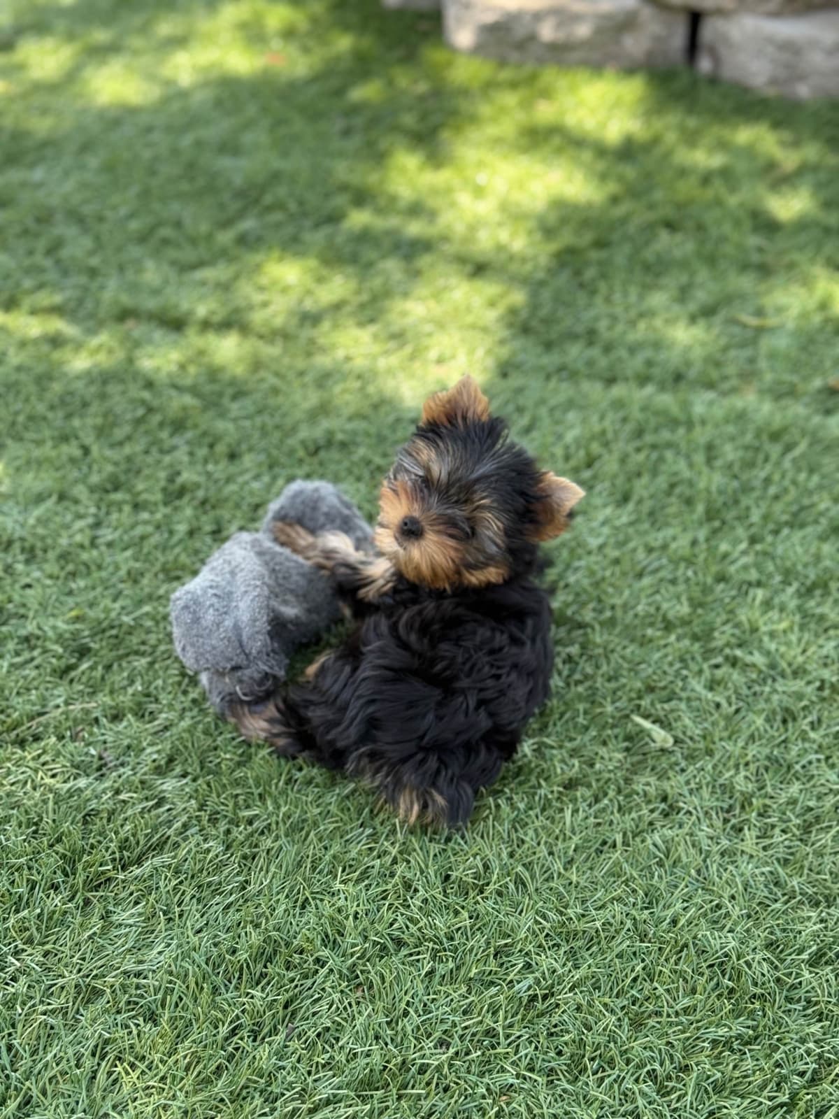Yorkshire Terrier Puppies breeder image 17