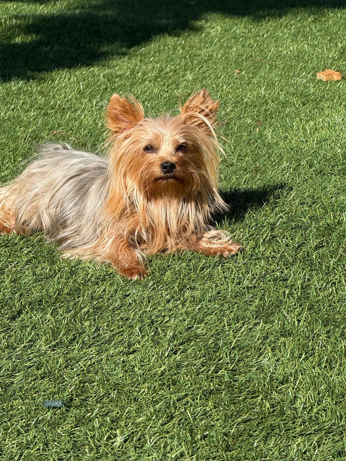 Yorkshire Terrier Puppies breeder image 19