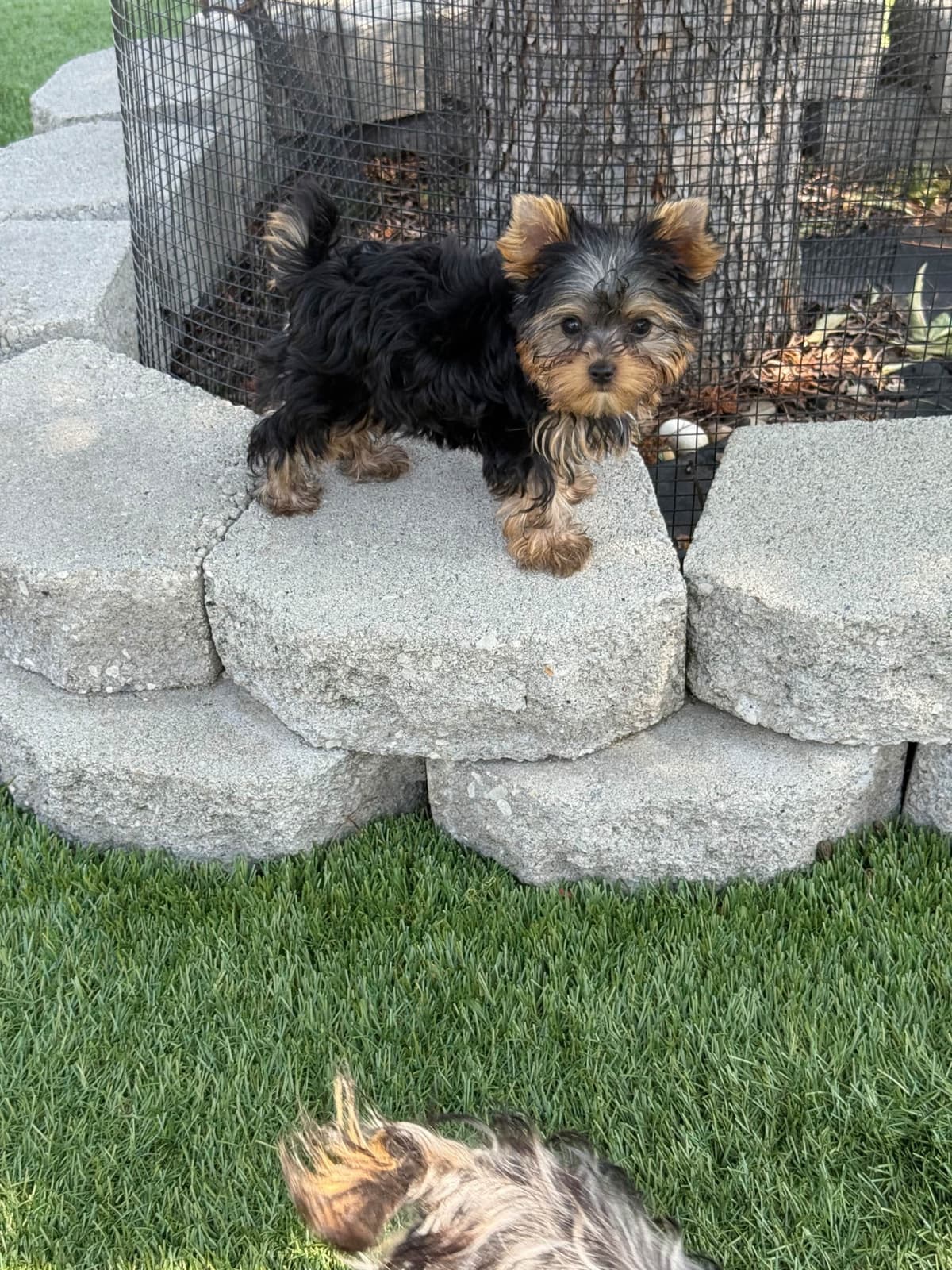 Yorkshire Terrier Puppies breeder image 20
