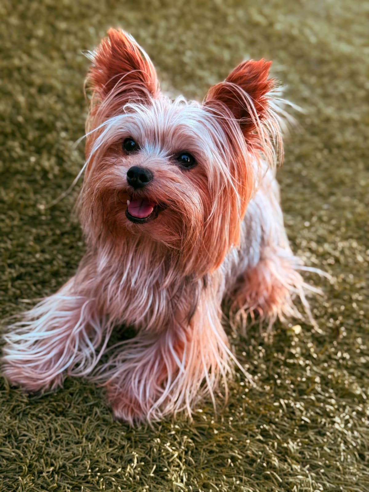 Yorkshire Terrier Puppies breeder image 2