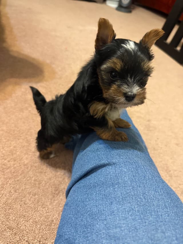 Yorkshire Terrier Puppies media 2