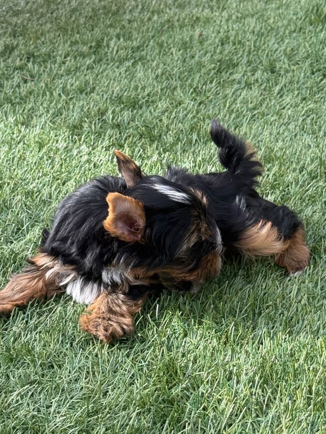 Yorkshire Terrier Puppies media 3