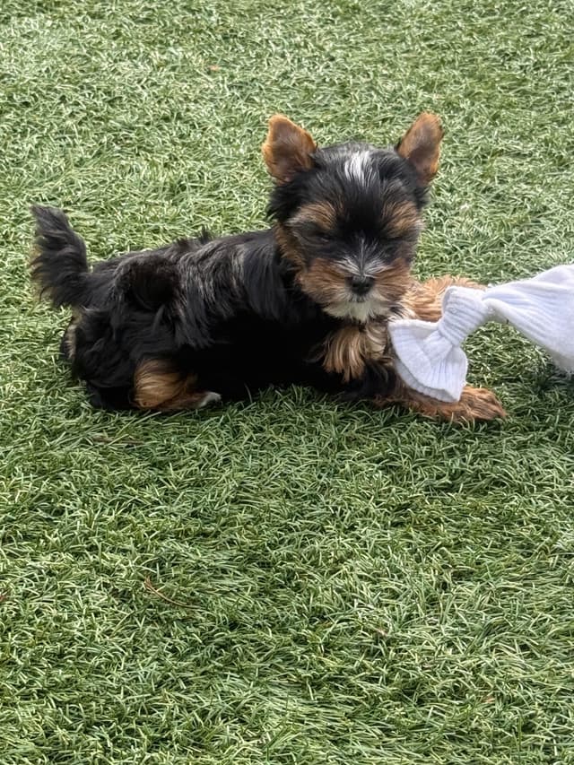 Yorkshire Terrier Puppies media 4