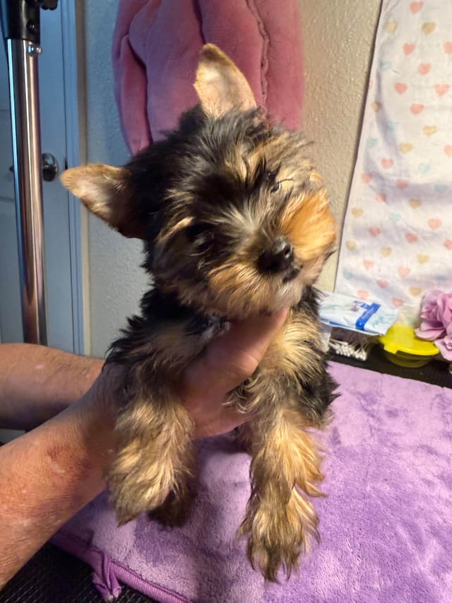 Yorkshire Terrier Puppies media 5