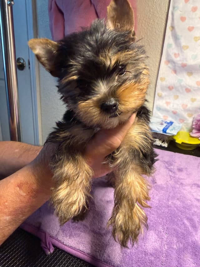 Yorkshire Terrier Puppies media 6