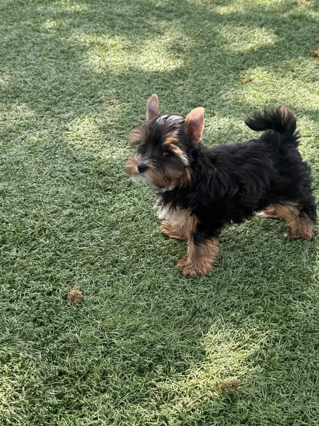 Yorkshire Terrier Puppies media 7
