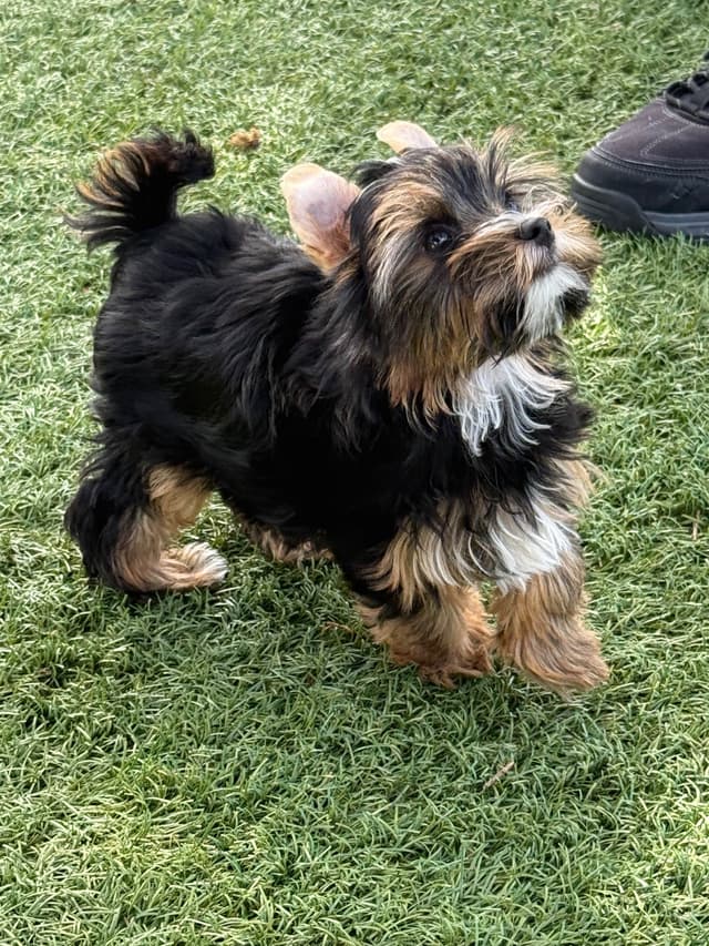 Yorkshire Terrier Puppies media 8