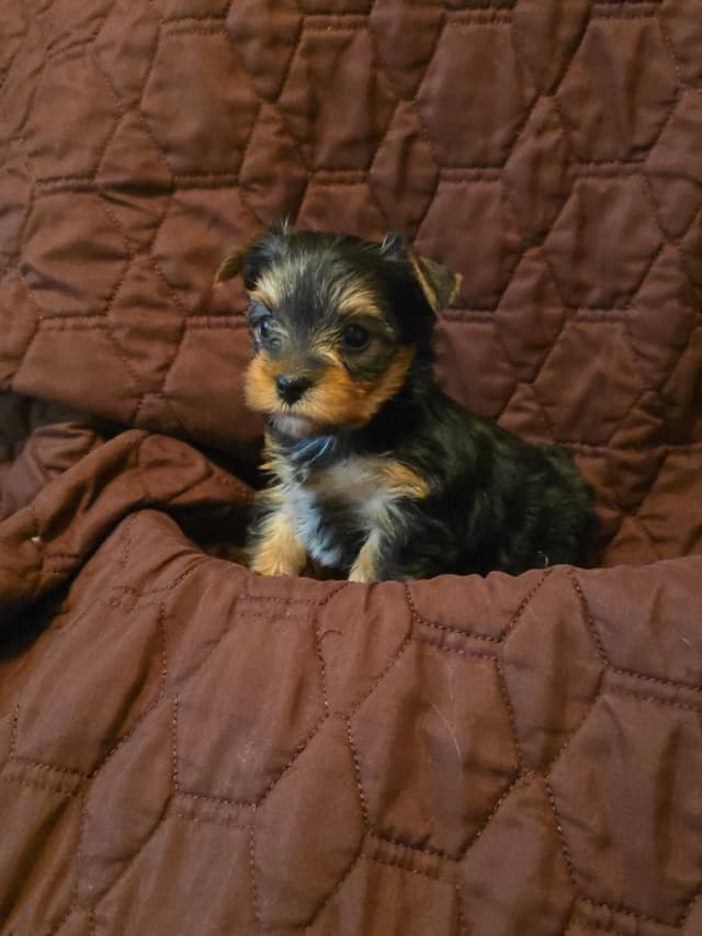 Yorkshire Terrier Puppies media 9