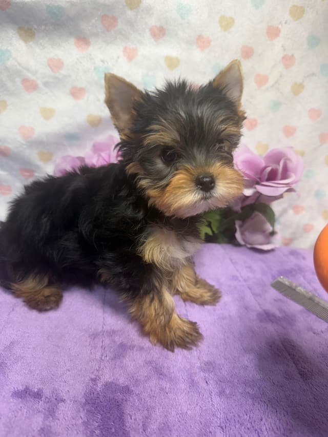 Yorkshire Terrier Puppies media 11