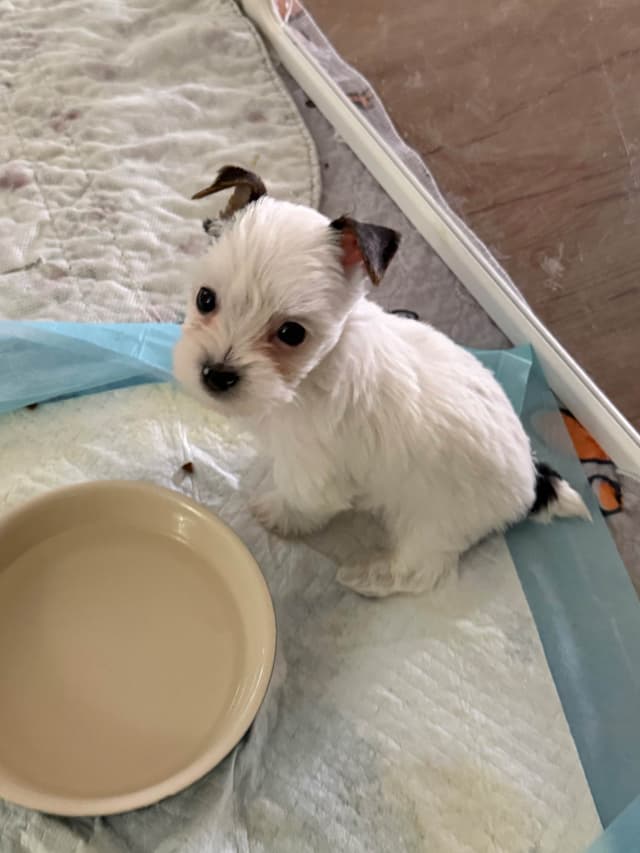 Yorkshire Terrier Puppies media 2