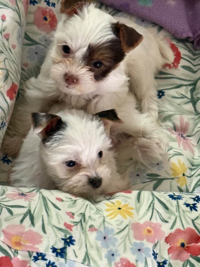 Yorkshire Terrier Puppies media 5