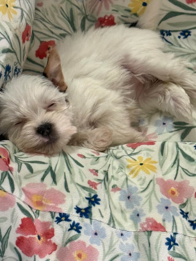 Yorkshire Terrier Puppies media 3