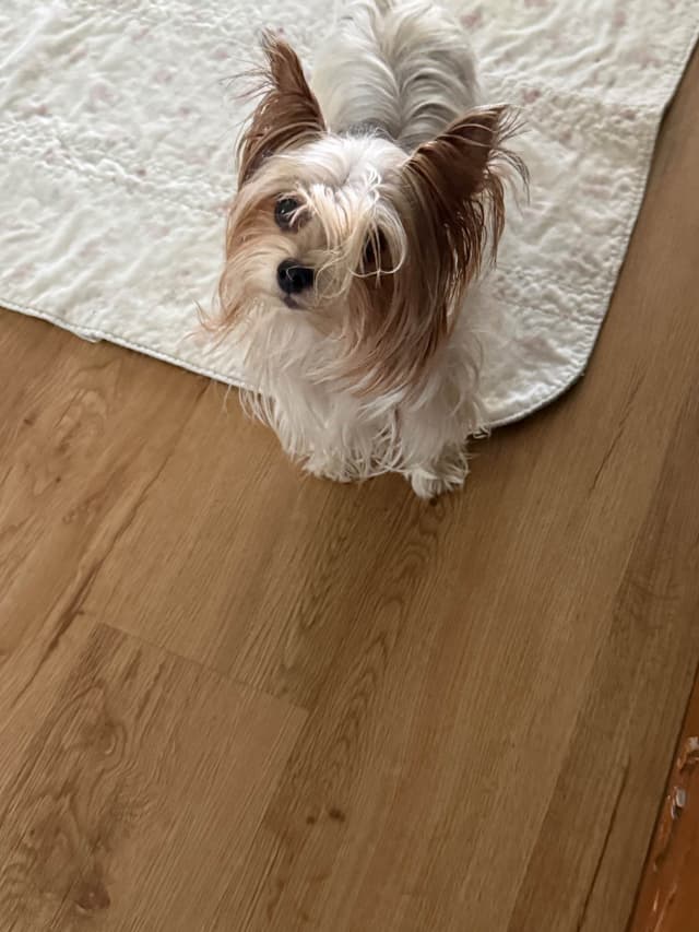 Yorkshire Terrier Puppies media 4