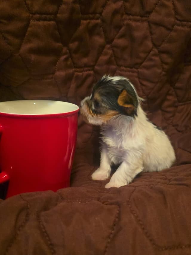 Yorkshire Terrier Puppies media 7