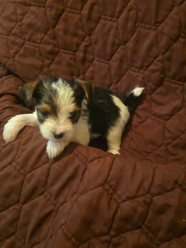 Yorkshire Terrier Puppies media 8