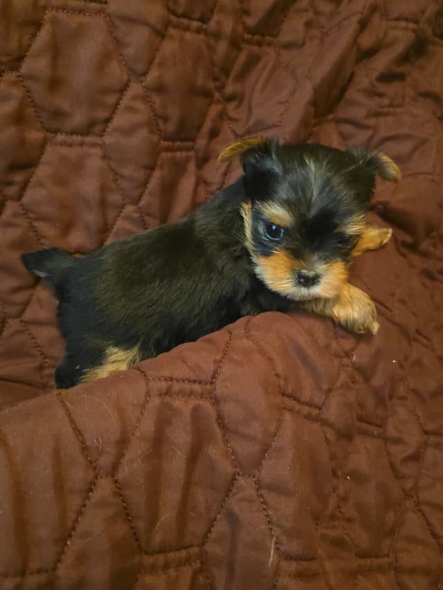 Yorkshire Terrier Puppies media 9